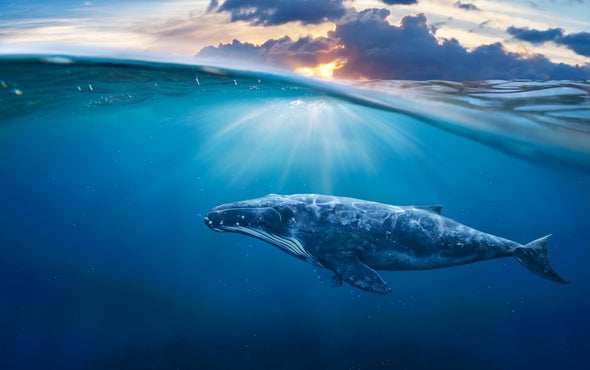 To Evolve Baleen, Lose Your Teeth First