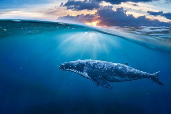 To Evolve Baleen, Lose Your Teeth First