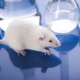Should Computer Simulations Replace Animal Testing for Heart Drugs ...
