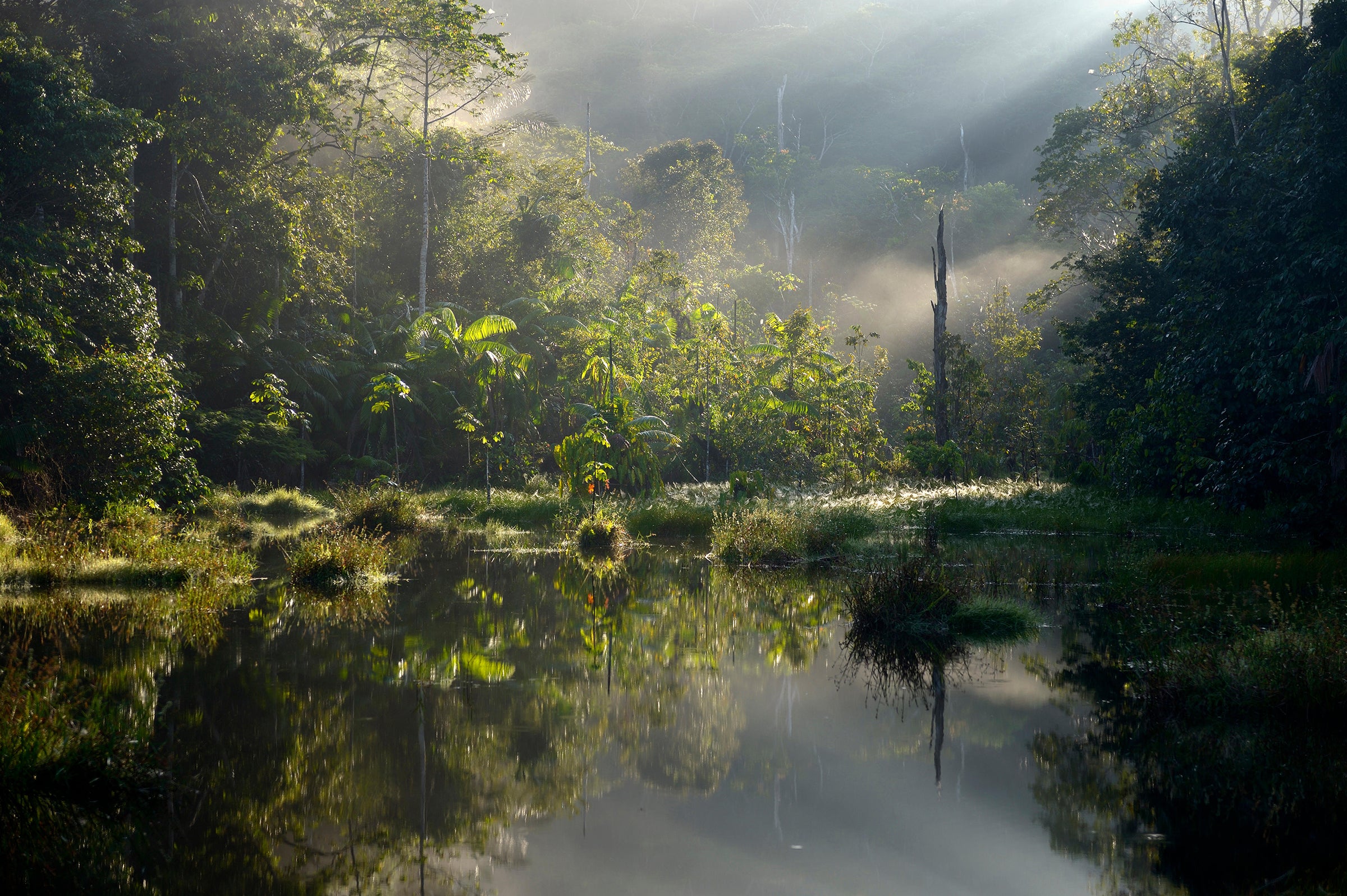 Thousands of Tree Species Remain Unknown to Science thumbnail