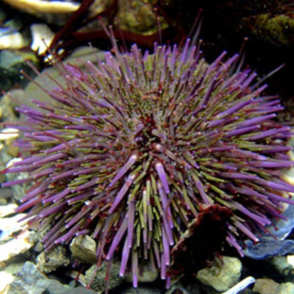 Can Evolution Beat Climate Change?