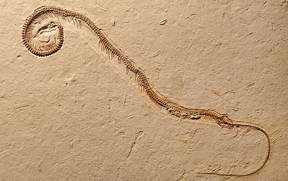 4-Legged Fossil Snake Is a World First
