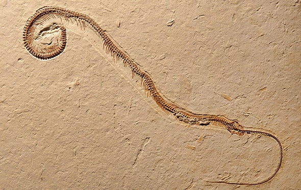 4-Legged Fossil Snake Is a World First - Scientific American 4-Legged Fossil Snake Is a World First - Scientific American
