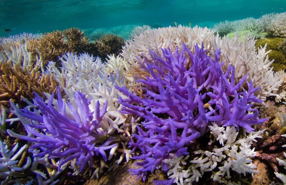 Colorful Corals Beat Bleaching