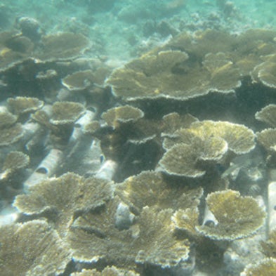 Can Coral Nurseries Bring Reefs Back from the Brink? [Slide Show]