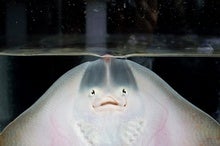 How Did an Aquarium Stingray Get Pregnant without a Mate?