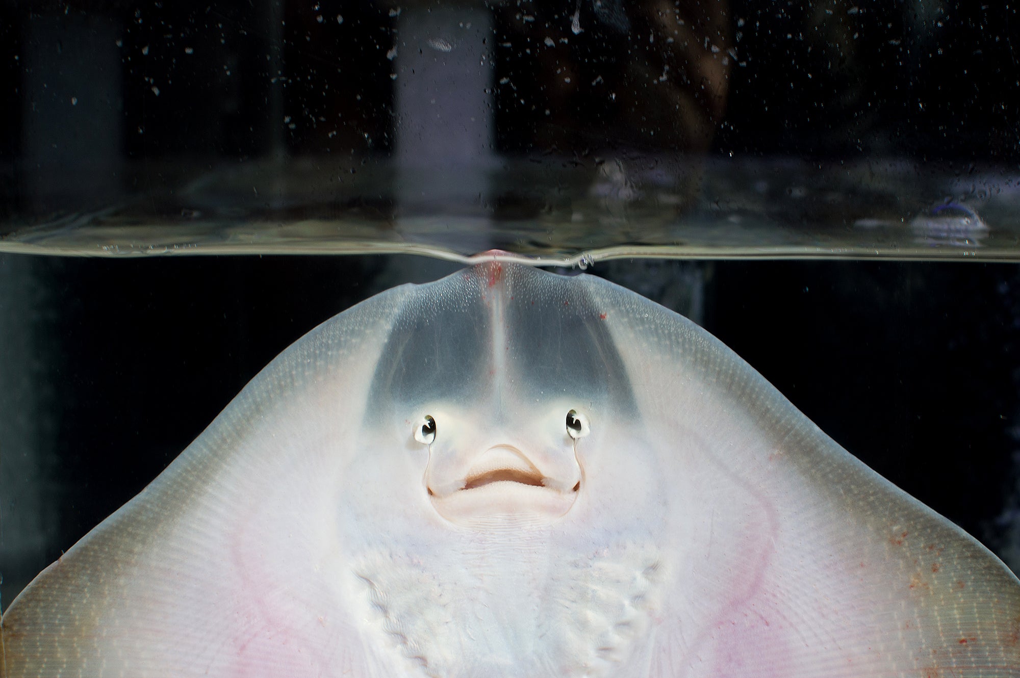 How Did an Aquarium Stingray Get Pregnant without a Mate