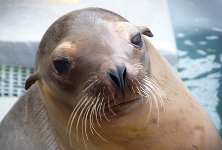 sea lion