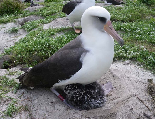 A mother 35 times: Elderly albatross is still laying eggs - Scientific American A mother 35 times: Elderly albatross is still laying eggs - Scientific American