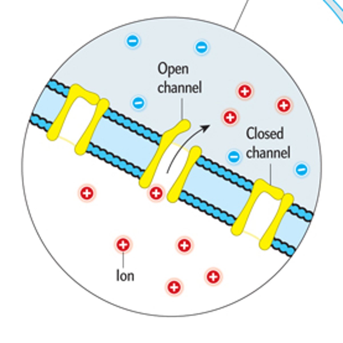 Faster, Smaller, Better: Does Physics Put an Upper Limit on Brain ...