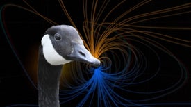Migratory Birds May Use Magnetic "GPS"