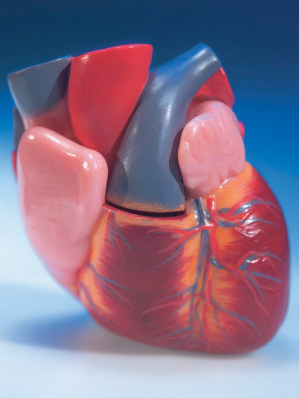 Warm-Blooded Animals Lost Ability to Heal the Heart - Scientific American Warm-Blooded Animals Lost Ability to Heal the Heart - Scientific American