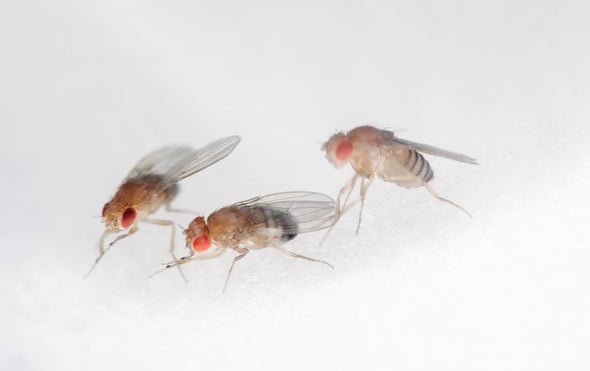 Insect Brain System Knows What You Want