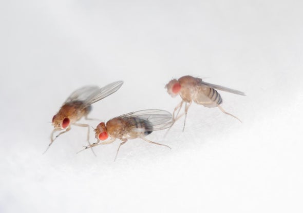 Insect Brain System Knows What You Want
