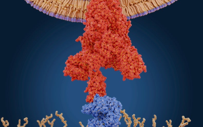 Geometry Points To Coronavirus Drug Target Candidates - Scientific American