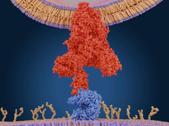 Geometry Points to Coronavirus Drug Target Candidates