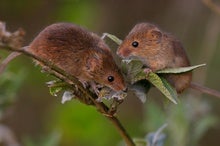 Mice with Two Fathers? Researchers Develop Egg Cells from Male Mice