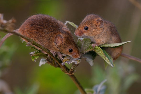 Mice with Two Fathers? Researchers Develop Egg Cells from Male Mice