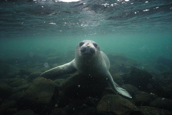 A seal photographed swimming over stones, just below the surface of shallow blue-green water.