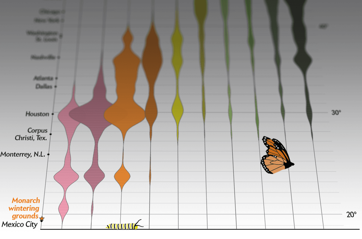 Monarch Migration Graph Monarchs Take Generations to Make Annual South-North Journey ...