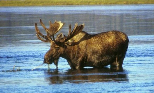 Will Moose Thrive or Die Because of Climate Change?