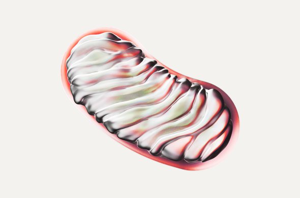 Researchers Draw New Connections Between Aging and Mitochondrial Health