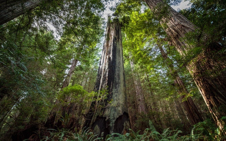 Biden vise à protéger les vieux arbres du pays pour aider à l’élimination du carbone