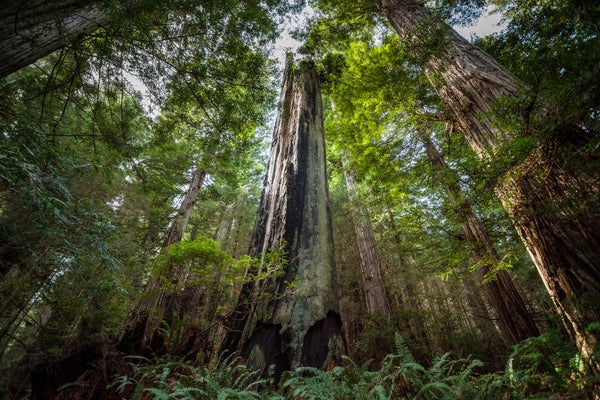 Wide-angle view of redwood forest