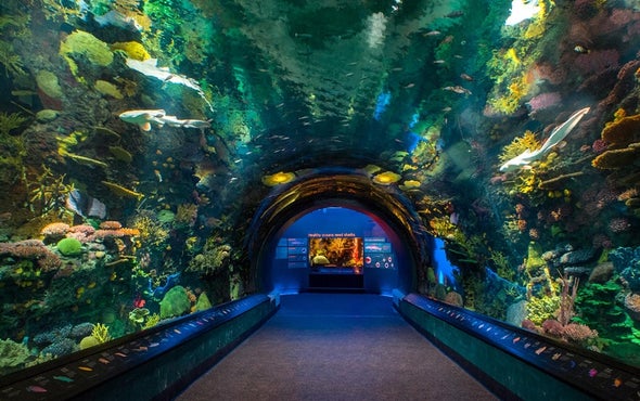 Sharks Make a Splash in Brooklyn