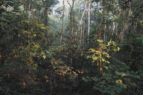 The Asteroid That Killed the Dinosaurs Created the Amazon Rain Forest