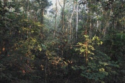 The Asteroid That Killed the Dinosaurs Created the Amazon Rain Forest