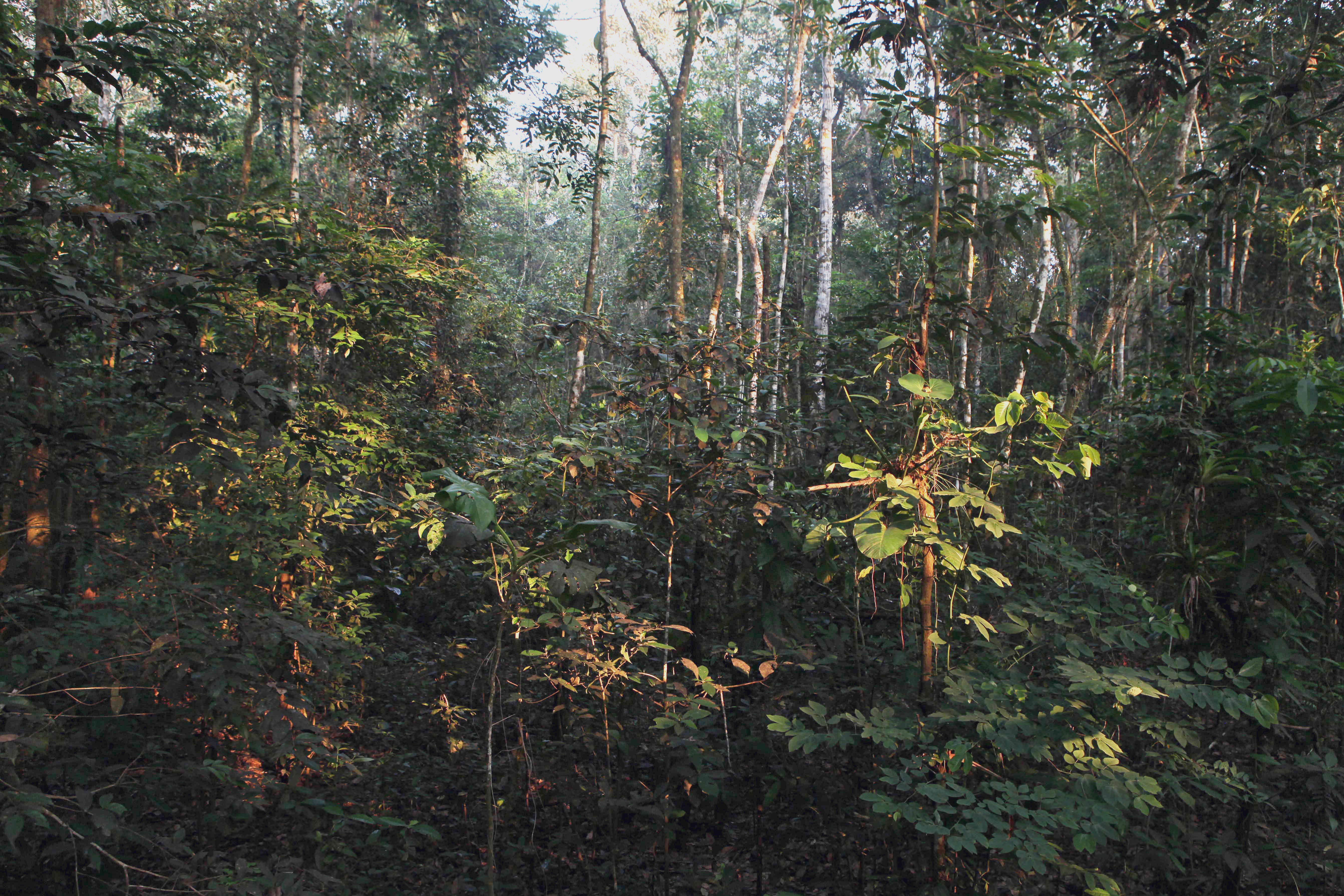 The Asteroid That Killed The Dinosaurs Created The Amazon Rain Forest Scientific American