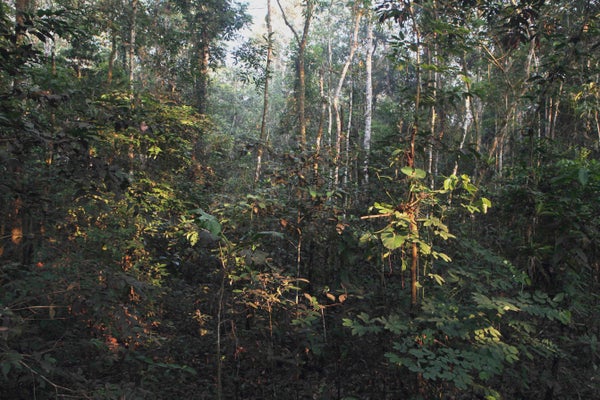 iew of the Amazon forest at Amacayacu National Park, in Guaviare, Colombia.