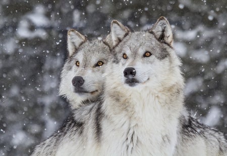 wolves