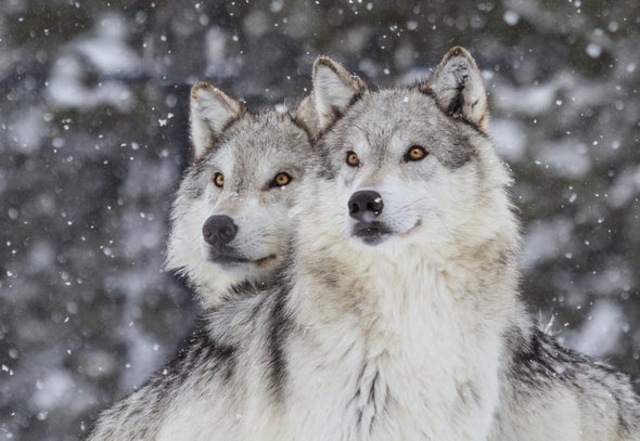 Does Killing Sharks, Wolves and Other Top Predators Solve Our Conflicts with Them?
