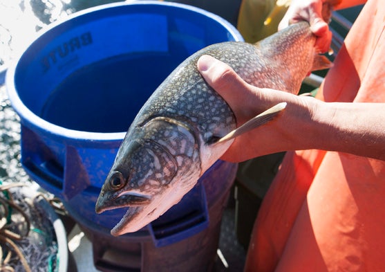 The Battle to Save Yellowstone from Invasive Fish [Slide Show]