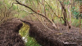 ecology research articles ecology research articles