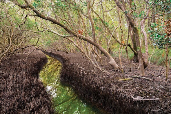 How the Moon Devastated a Mangrove Forest