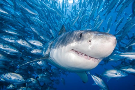 A great white shark approaches kayaker in Mossel Bay, South Africa.