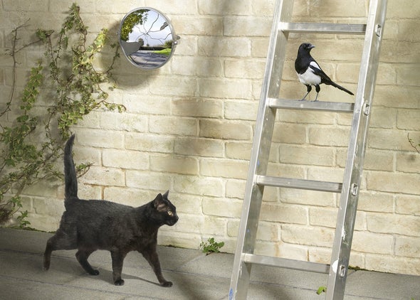 Killer Cats Bash Biodiversity