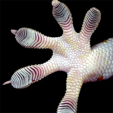 Sticky Science: Gecko Toes Key to Adhesive That Doesn't Lose Its Tackiness