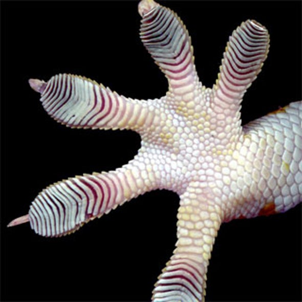 Sticky Science: Gecko Toes Key to Adhesive That Doesn't Lose Its Tackiness
