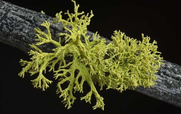 For Lichens, 3's Not a Crowd