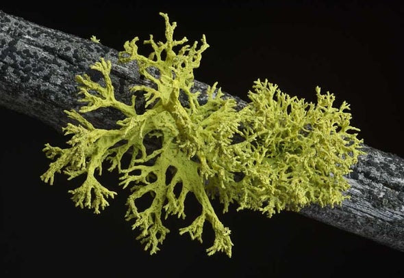For Lichens, 3's Not a Crowd