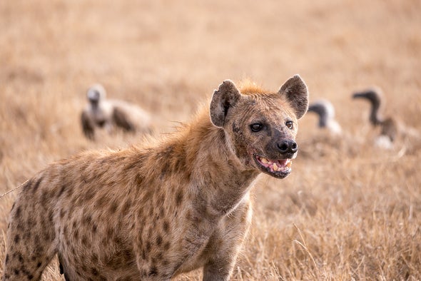 What Hyenas Can Tell Us about the Origins of Intelligence