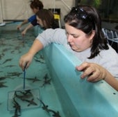 STURGEON CAPTIVE BREEDING
