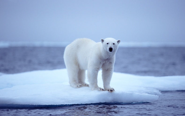 Autonomous Aircraft Maps Sea Ice and Tracks Polar Bears - Scientific ...