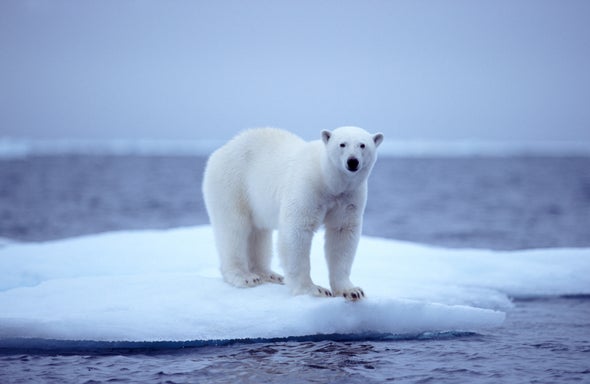 Autonomous Aircraft Maps Sea Ice and Tracks Polar Bears