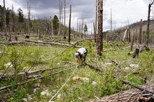 Tree by Tree, Scientists Try to Resurrect a Fire-Scarred Forest