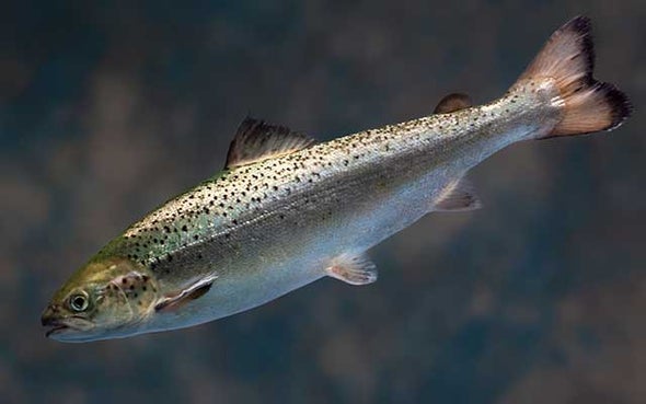 Salmon Is the First Transgenic Animal to Win U.S. Approval for Food